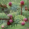 Black Spruce